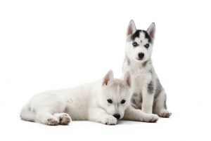portrait-of-two-small-puppies-siberian-husky-dogs-with-blue-eyes-lying-sitting-on-floor-funny-small-dogs-resting-relaxed-looking-away-after-activity-carried-pets