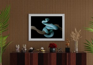 blue-viper-snake-side-view-branch-with-black-background-viper-snake-blue-insularis-trimeresuru4