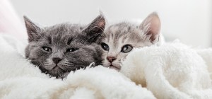 cat-faces-peek-out-from-blanket-cute-funny-kittens-couple-family-cats-portrait-white-surface-cats-watch-side-long-web-banner-with-copy-space6