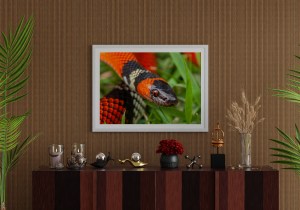 false-coral-snake-oxyrhopus-guibei