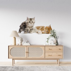 maine-coon-kittens-8-weeks-old-lying-together-front-white-background3