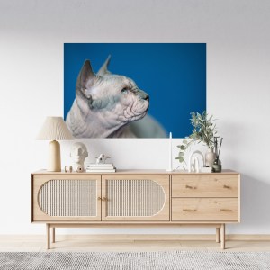 portrait-canadian-sphynx-cat-breed-cat-known-its-lack-fur9