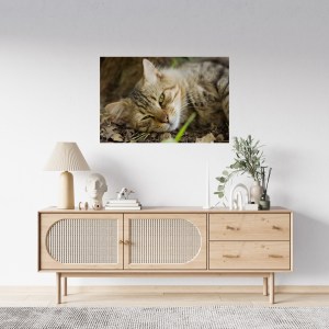 portrait-cute-cat