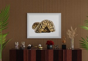 royal-python-python-regius-rolled-front-white-background